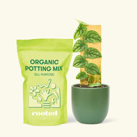 Small Shingle Plant (Monstera dubia) in a grow pot. in a green rounded pot and a bag of soil.