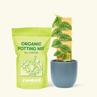 Small Shingle Plant (Monstera dubia) in a grow pot. in a indigo rounded pot and a bag of soil.