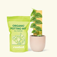 Small Shingle Plant (Monstera dubia) in a grow pot. in a pink rounded pot and a bag of soil.