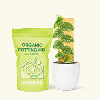 Small Shingle Plant (Monstera dubia) in a grow pot. in a white rounded pot and a bag of soil.
