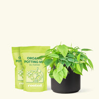 Medium Sweetheart Philodendron (Philodendron cordatum) in a black cylinder pot and two bag of soil.