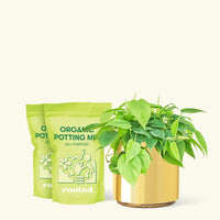 Medium Sweetheart Philodendron (Philodendron cordatum) in a gold cylinder pot and two bag of soil.