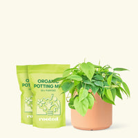 Medium Sweetheart Philodendron (Philodendron cordatum) in a peach cylinder pot and two bag of soil.