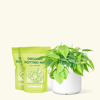 Medium Sweetheart Philodendron (Philodendron cordatum) in a white cylinder pot and two bag of soil.