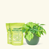 Medium Sweetheart Philodendron (Philodendron cordatum) in a green rounded pot and two bag of soil.