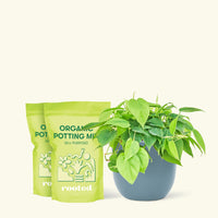 Medium Sweetheart Philodendron (Philodendron cordatum) in a indigo rounded pot and two bag of soil.