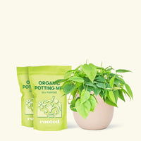 Medium Sweetheart Philodendron (Philodendron cordatum) in a pink rounded pot and two bag of soil.