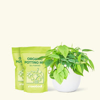 Medium Sweetheart Philodendron (Philodendron cordatum) in a white rounded pot and two bag of soil.