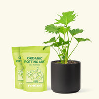 Medium Philodendron 'Little Hope' (Philodendron bipinnatifidum 'Little Hope') in a black cylinder pot and two bag of soil.