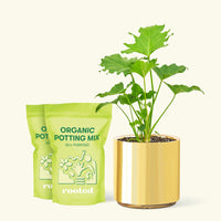 Medium Philodendron 'Little Hope' (Philodendron bipinnatifidum 'Little Hope') in a gold cylinder pot and two bag of soil.