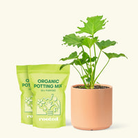 Medium Philodendron 'Little Hope' (Philodendron bipinnatifidum 'Little Hope') in a peach cylinder pot and two bag of soil.