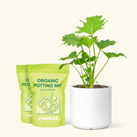 Medium Philodendron 'Little Hope' (Philodendron bipinnatifidum 'Little Hope') in a white cylinder pot and two bag of soil.