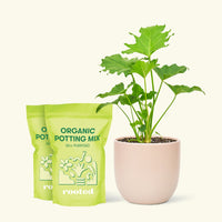 Medium Philodendron 'Little Hope' (Philodendron bipinnatifidum 'Little Hope') in a pink rounded pot and two bag of soil.