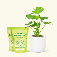 Medium Philodendron 'Little Hope' (Philodendron bipinnatifidum 'Little Hope') in a white rounded pot and two bag of soil.