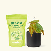 Small Velvet Leaf Philodendron (Philodendron micans) in a black cylinder pot and a bag of soil.
