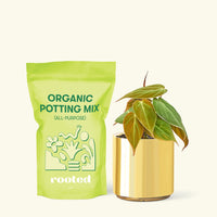 Small Velvet Leaf Philodendron (Philodendron micans) in a gold cylinder pot and a bag of soil.