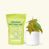 Small Velvet Leaf Philodendron (Philodendron micans) in a white cylinder pot and a bag of soil.