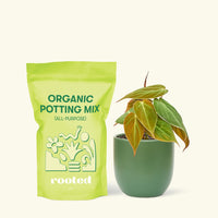 Small Velvet Leaf Philodendron (Philodendron micans) in a green rounded pot and a bag of soil.