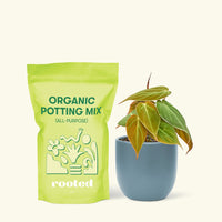 Small Velvet Leaf Philodendron (Philodendron micans) in a indigo rounded pot and a bag of soil.