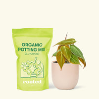 Small Velvet Leaf Philodendron (Philodendron micans) in a pink rounded pot and a bag of soil.