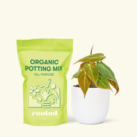 Small Velvet Leaf Philodendron (Philodendron micans) in a white rounded pot and a bag of soil.