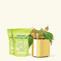 Medium Velvet Leaf Philodendron (Philodendron micans) in a gold cylinder pot and two bag of soil.
