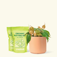 Medium Velvet Leaf Philodendron (Philodendron micans) in a peach cylinder pot and two bag of soil.
