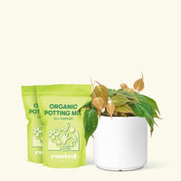 Medium Velvet Leaf Philodendron (Philodendron micans) in a white cylinder pot and two bag of soil.