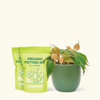 Medium Velvet Leaf Philodendron (Philodendron micans) in a green rounded pot and two bag of soil.