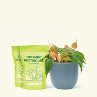 Medium Velvet Leaf Philodendron (Philodendron micans) in a indigo rounded pot and two bag of soil.