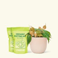 Medium Velvet Leaf Philodendron (Philodendron micans) in a pink rounded pot and two bag of soil.