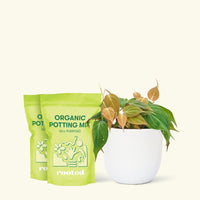 Medium Velvet Leaf Philodendron (Philodendron micans) in a white rounded pot and two bag of soil.