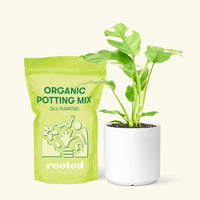 Small Mini Monstera (Rhaphidophora tetrasperma) in a white cylinder pot and a bag of soil.