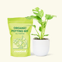 Small Mini Monstera (Rhaphidophora tetrasperma) in a white rounded pot and a bag of soil.