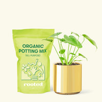 Small Swiss Cheese Plant (Monstera deliciosa) in a gold cylinder pot and a bag of soil.