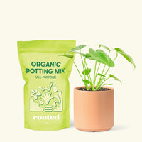 Small Swiss Cheese Plant (Monstera deliciosa) in a peach cylinder pot and a bag of soil.