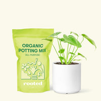 Small Swiss Cheese Plant (Monstera deliciosa) in a white cylinder pot and a bag of soil.