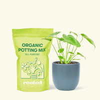 Small Swiss Cheese Plant (Monstera deliciosa) in a indigo rounded pot and a bag of soil.