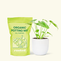 Small Swiss Cheese Plant (Monstera deliciosa) in a white rounded pot and a bag of soil.