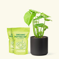 Medium Swiss Cheese Plant (Monstera deliciosa) in a black cylinder pot and two bag of soil.
