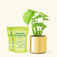 Medium Swiss Cheese Plant (Monstera deliciosa) in a gold cylinder pot and two bag of soil.