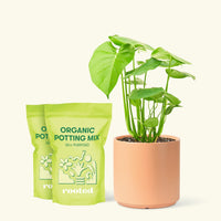 Medium Swiss Cheese Plant (Monstera deliciosa) in a peach cylinder pot and two bag of soil.