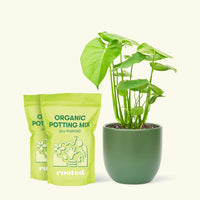 Medium Swiss Cheese Plant (Monstera deliciosa) in a green rounded pot and two bag of soil.