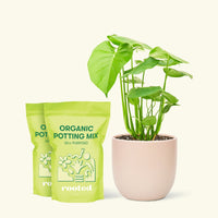 Medium Swiss Cheese Plant (Monstera deliciosa) in a pink rounded pot and two bag of soil.