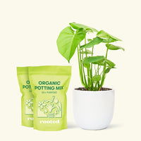 Medium Swiss Cheese Plant (Monstera deliciosa) in a white rounded pot and two bag of soil.