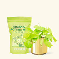 Small Neon Philodendron (Philodendron cordatum) in a gold cylinder pot and a bag of soil.