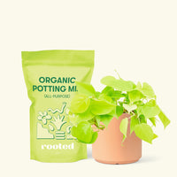 Small Neon Philodendron (Philodendron cordatum) in a peach cylinder pot and a bag of soil.