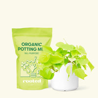 Small Neon Philodendron (Philodendron cordatum) in a white cylinder pot and a bag of soil.