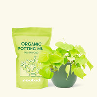 Small Neon Philodendron (Philodendron cordatum) in a green rounded pot and a bag of soil.