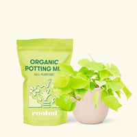 Small Neon Philodendron (Philodendron cordatum) in a pink rounded pot and a bag of soil.